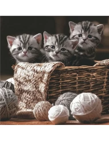 KITTENS