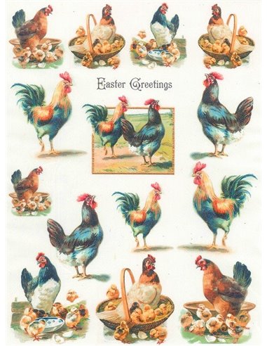 PAPEL GALLINERO 2