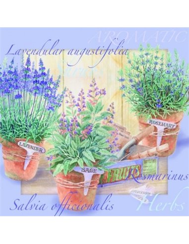 LAVANDA 13