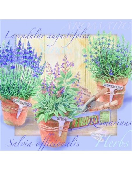 LAVANDA 13