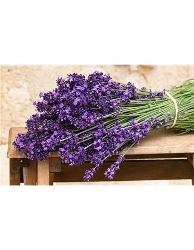 RAMO LAVANDA 1