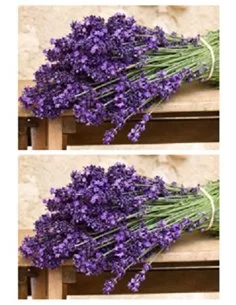 RAMO LAVANDA 1 2