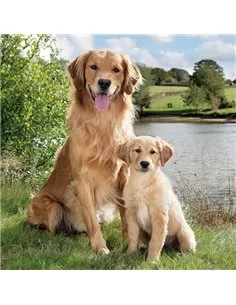 GOLDEN RETRIEVER