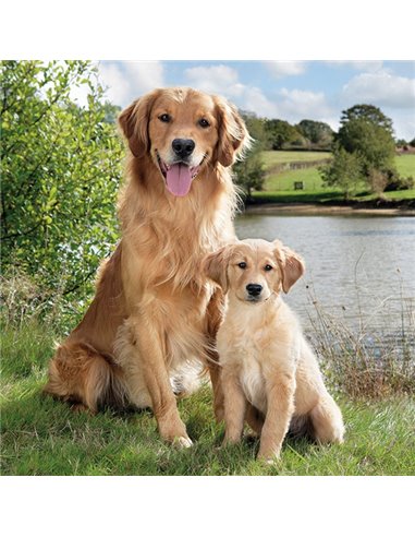 GOLDEN RETRIEVER