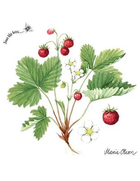 WILD STRAWBERRY