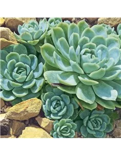 DESERT PLANTS