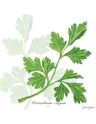 PARSLEY