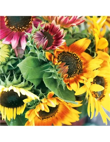 SUNFLOWER BOUQUET