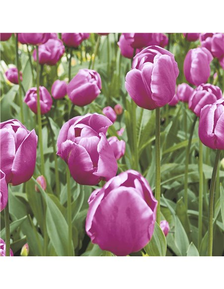 TULIP GARDEN TULIP GARDEN