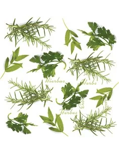 HERBS