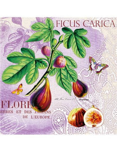 FICUS CARICA