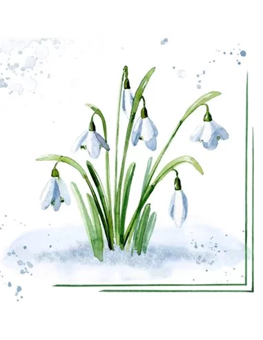 SNOWDROPS