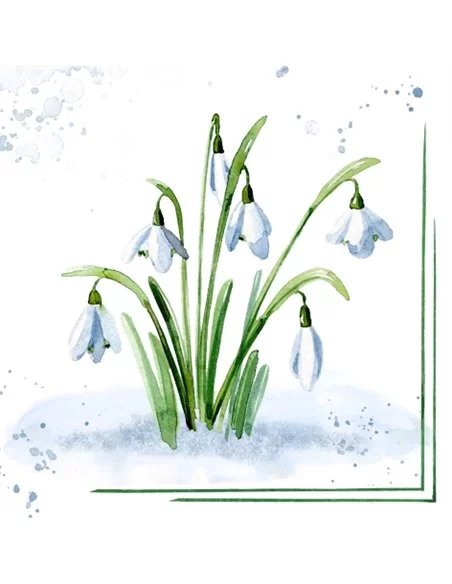 SNOWDROPS