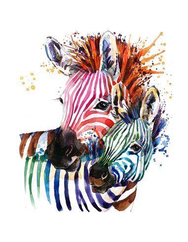 RAINBOW ZEBRAS